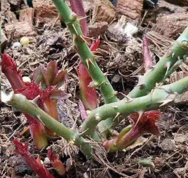 月季春天压一压，一个芽变“一排芽”，枝繁叶茂好开花