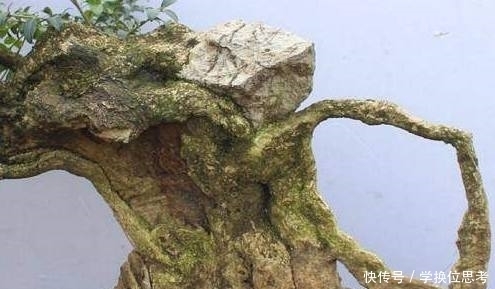 爸爸挖的极品黄杨树桩,做成盆景美翻了,可遇不可求!