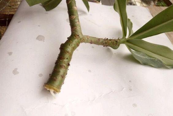 扦插|冬季扦插这4样花卉植物,成活率更高,来年开春就芽满枝