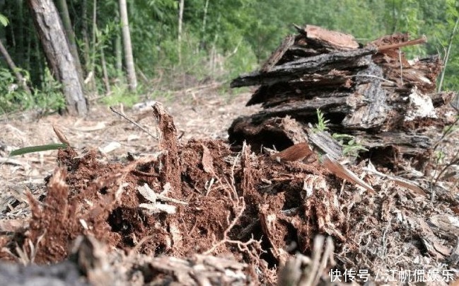 心木|种兰花的第一步是植料,材料选对了,养出好兰花并不太难