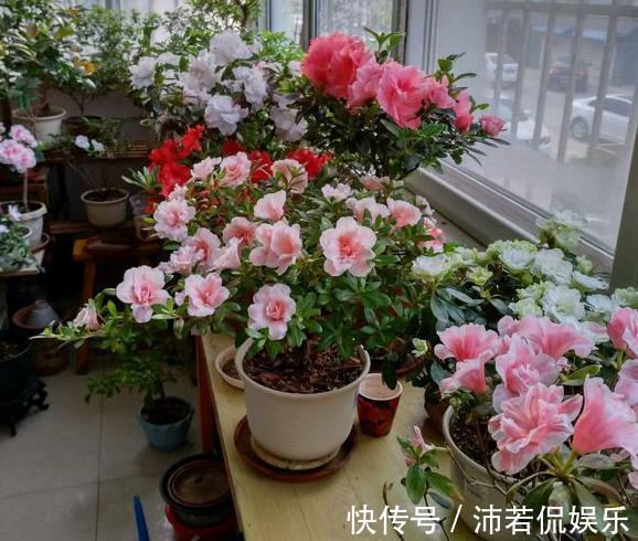 一堆“废料”一个桶，自制“万能营养液”，养啥花都好用