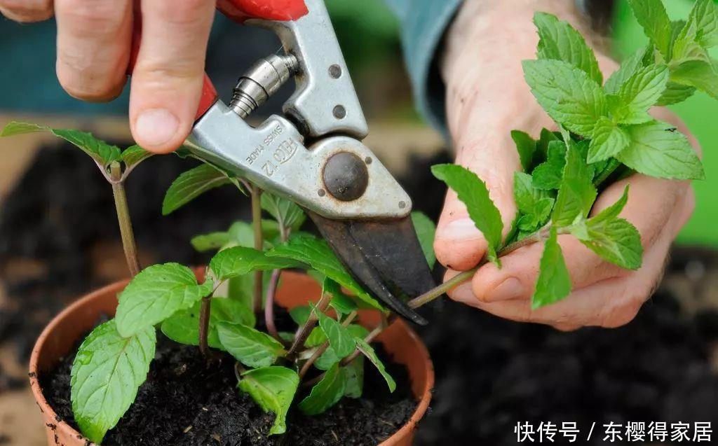 漂亮|6种漂亮花，夏天快扦插，越热越生根，30天就开花，适合急性子养