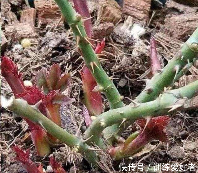 月季呼呼“冒笋芽”，4招护理好，条条枝粗壮，开花成倍翻！