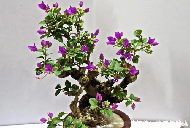 紫藤|4种花养成老桩,价格能翻好几倍,开花也更多!