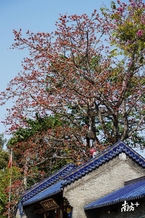 过年|春日暖阳，旗峰山登高望远人气旺