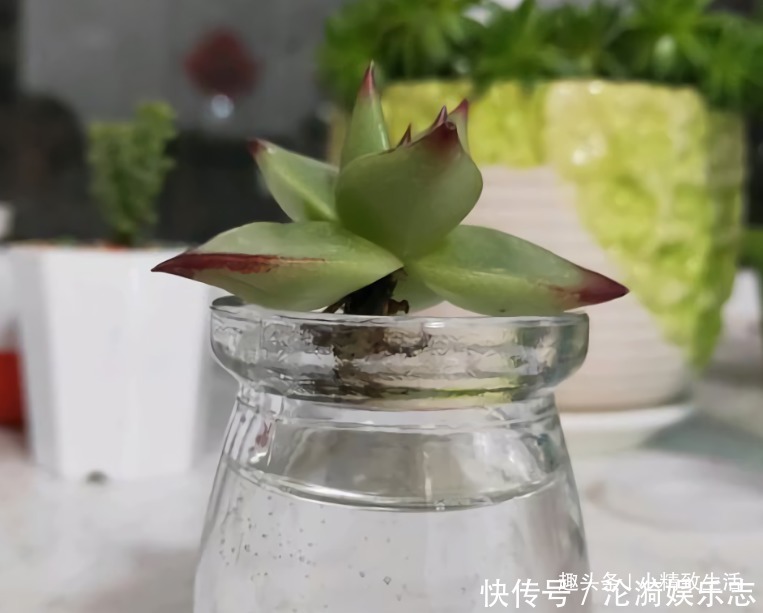 多肉|不喜水的多肉，却可以水培2种操作方法，肉肉照样出状态