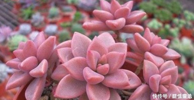 姬胧月|这8种多肉植物,好养好看还易“爆盆”,适合新手和“懒人”
