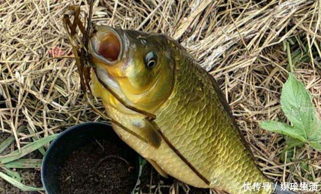 鱼盲钓了一百多条小草鱼,回家准备养起来,却成了村里的笑话