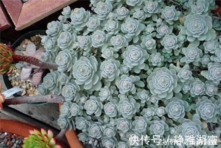 白菊|多肉达人给你推荐几款多肉,便宜好养容易出状态,适合新手!