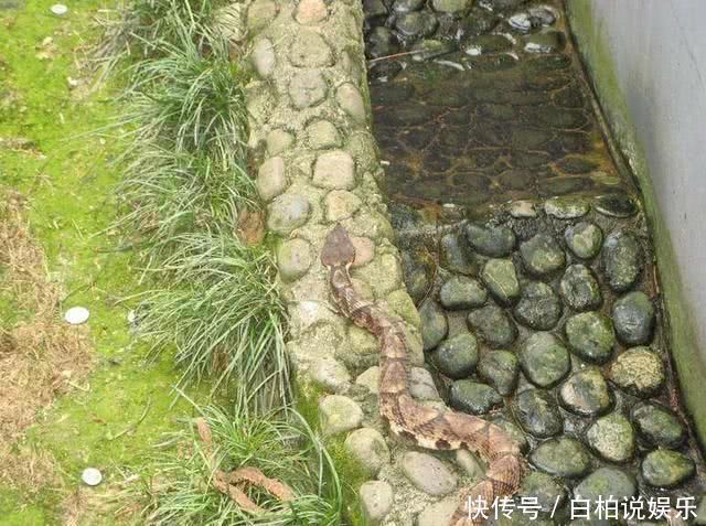 生活|我国两座天差地别的蛇岛，一个无人问津，另一个却为旅游胜地