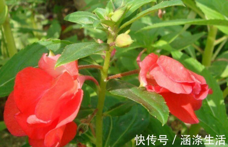 肥料|4种花是花中劳模,一年四季开花不断,美的不像话