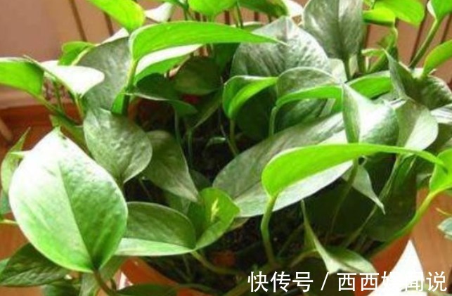 俗语“一棵绿萝七个鬼”，是什么意思家里卧室能不能养绿萝