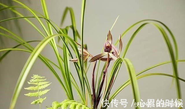 叶片|这3种花不开花像野草，很多人都以为是野韭菜，开花后令人惊喜