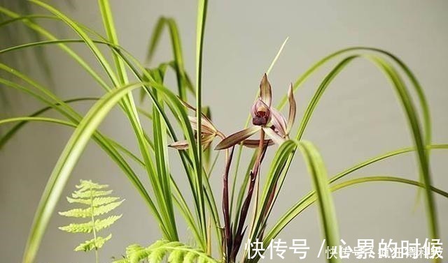 叶片|这3种花不开花像野草,很多人都以为是野韭菜,开花后令人惊喜