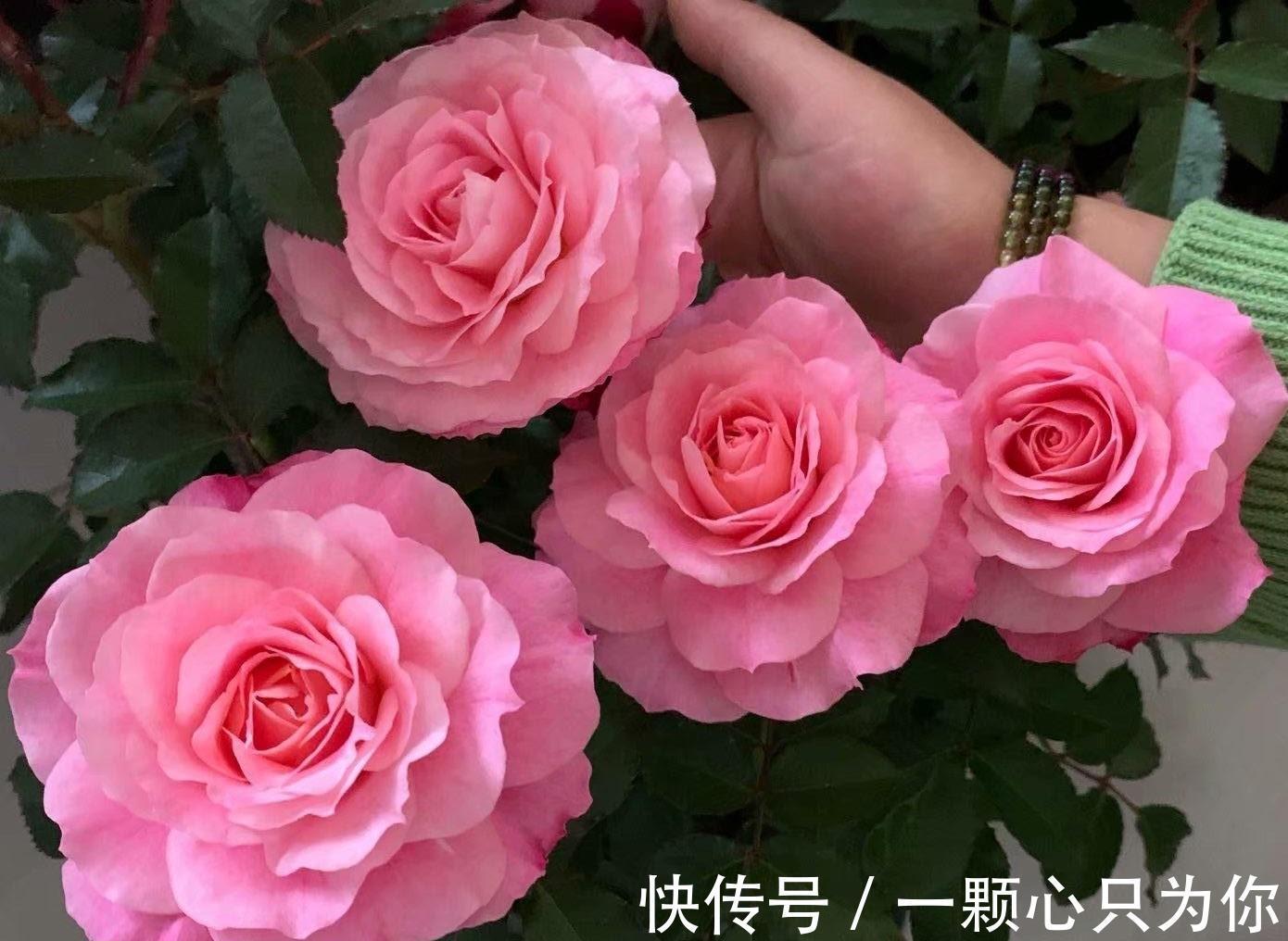 月季|一种长得像牡丹的月季花,颜值高,香气浓,四季花开,阳台也能养