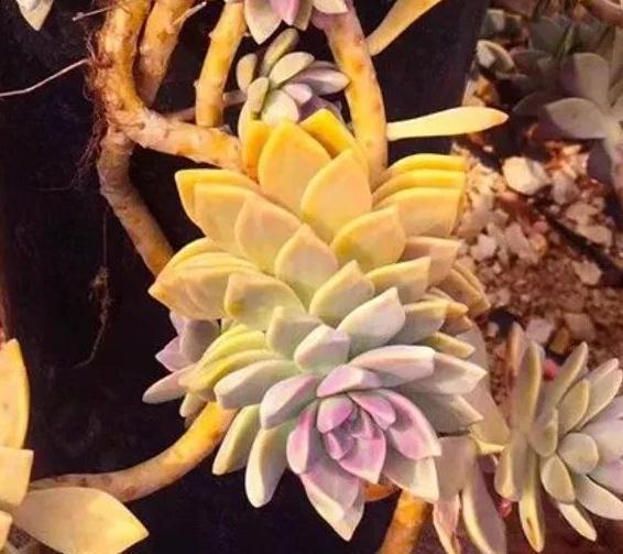 人气较高的8种多肉,天冷越晒越漂亮,越看越喜欢