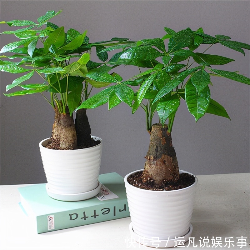 发财树|10种健康花,适合养客厅,吉祥有品味,关键个个都是净化高手
