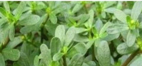 女性养生，3种食物换着吃，补水润肤，排毒抗衰，清理体内毒素