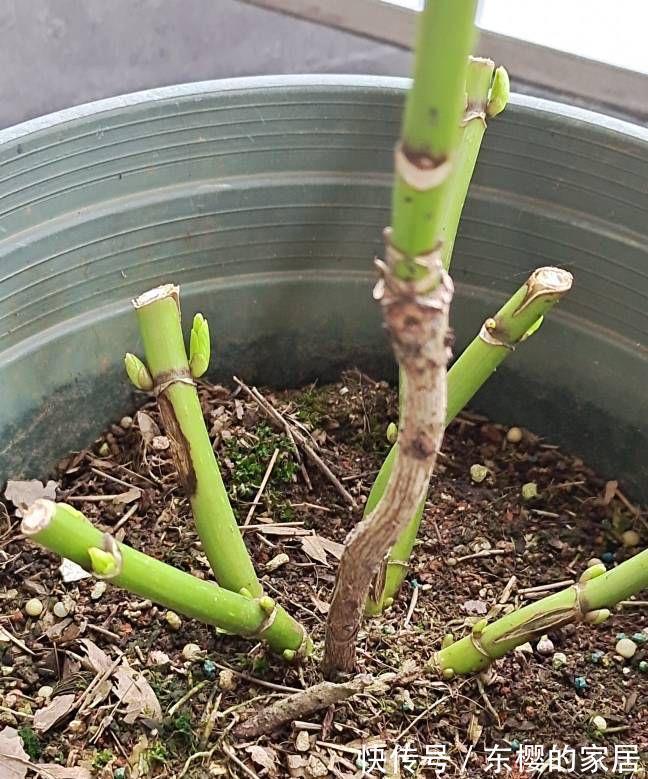 植株|修剪绣球花,早了晚了都不行,这样修剪,植株壮实、花大色艳