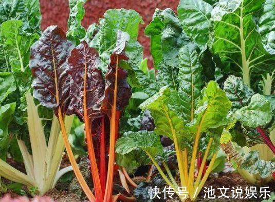 犯愁养花还是种菜别选了,种植8种蔬菜盆栽看着五颜六色