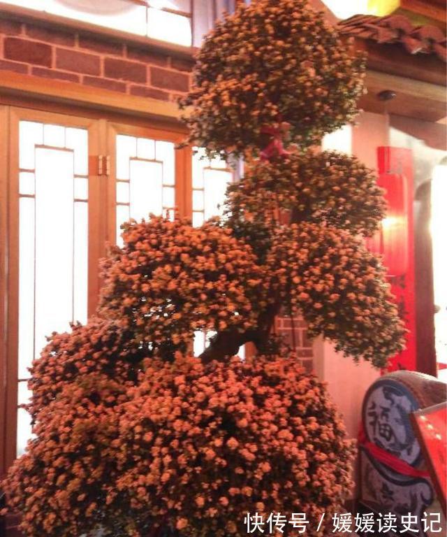 最耐热的多肉植物，夏天再晒也不怕，叶子和花一样好看