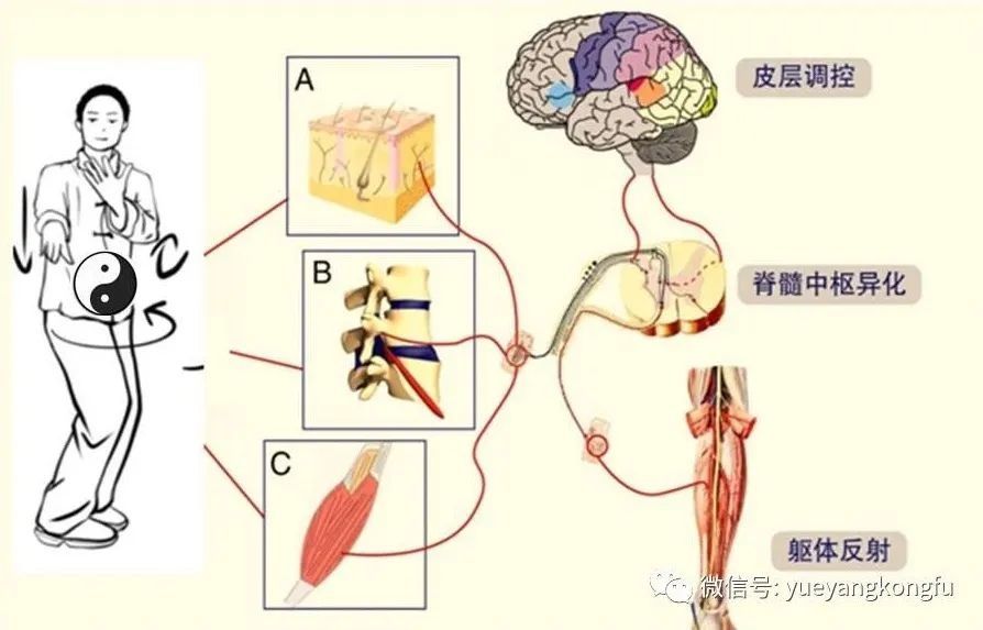 房敏|中医推拿团队探索“太极拳”和“易筋经”防治膝骨关节炎作用取得突破