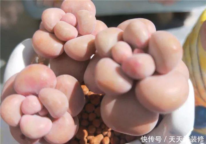 爸妈不在家,我在院子里疯狂种多肉,倍儿爽