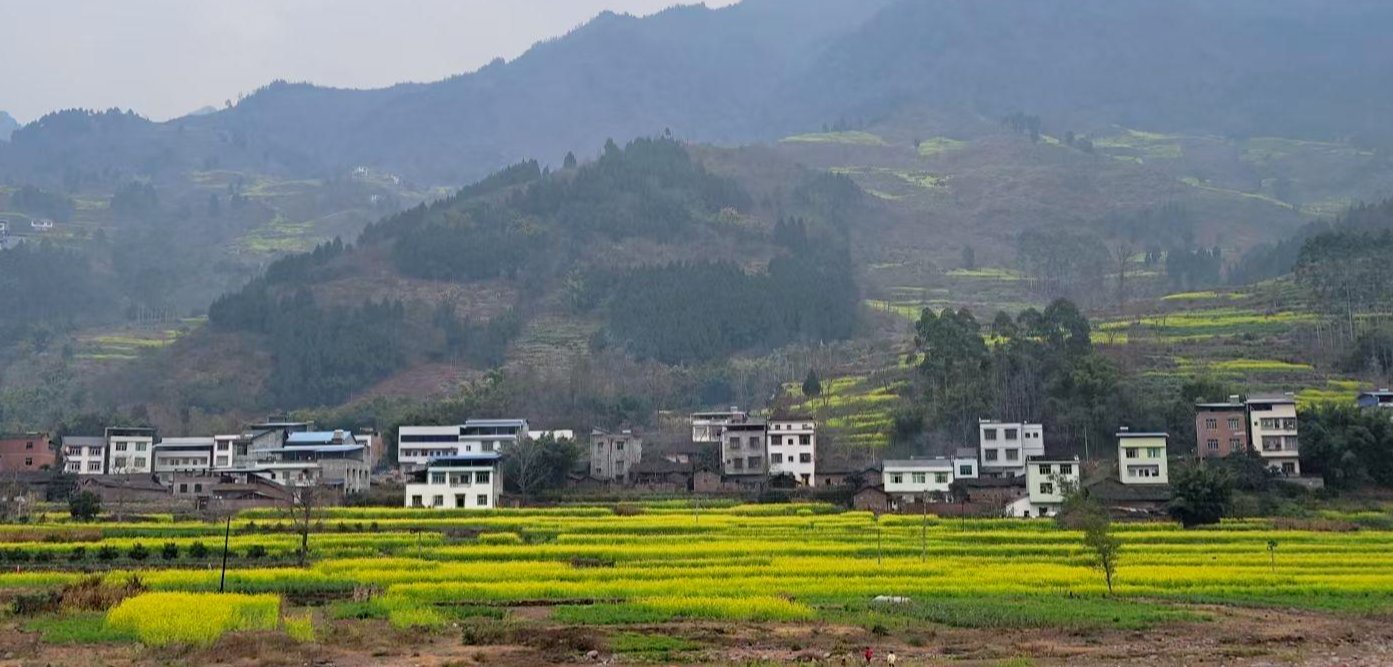 “西南最早春天”在这里！四川宜宾屏山五万亩油菜花已盛开