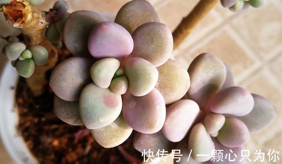 教你如何砍头繁殖多肉植物艾伦