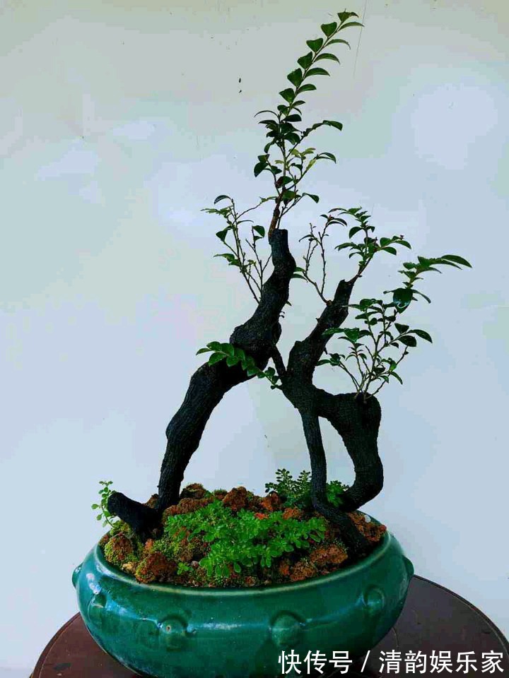 枝繁叶茂|养护黑骨茶盆景,注意5个事项,不黄叶卷叶,枝繁叶茂好造型