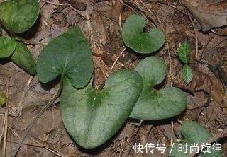 黄樟醚|这野草，俗称“杜葵”，屋后常见，每斤60却被当野草除掉，可惜了