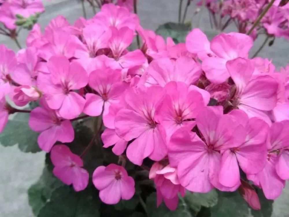 休眠|9种花，必须低温春化，冻满1个月以上才行！