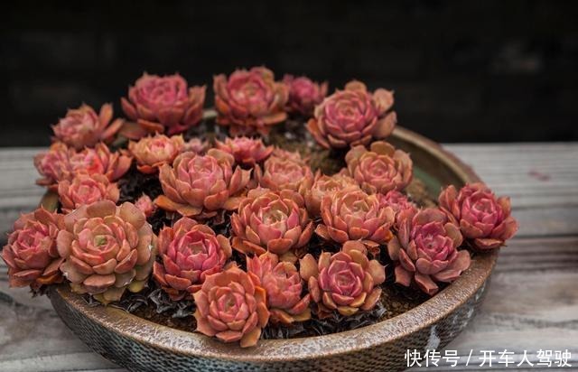 冬天的多肉有5怕,避开了,各个养成“彩虹糖”!