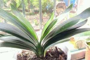 土壤|教你一招繁殖君子兰,掰个侧芽埋土里,生根快一养就活