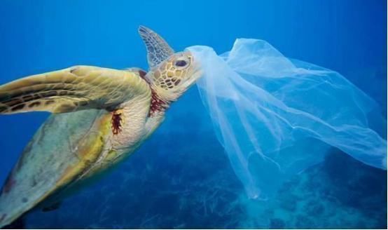 现实 霍金预言正在成为现实,珠峰顶部发现微塑料,微塑料或将侵入大脑