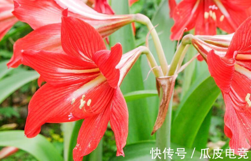 马上进入2022年,新的一年即将开启,为你推荐25种漂亮的花卉