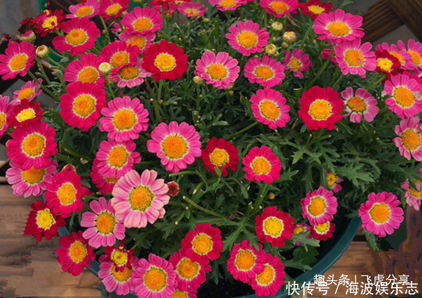 姬小菊|四种菊花比长寿花漂亮10倍,全年循环开花,从年初赏到年尾