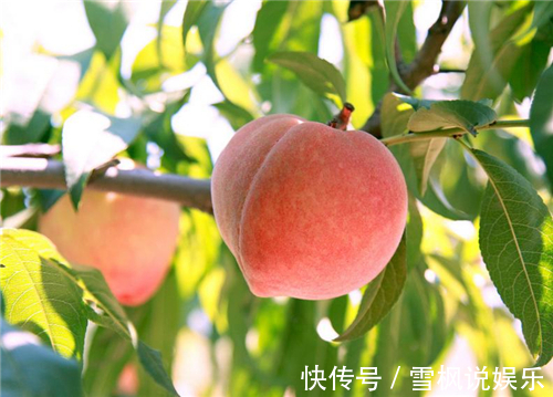 肠胃功能紊乱|桃子被称为“天下第一果”,但吃过桃子1小时内,别碰3种食物。