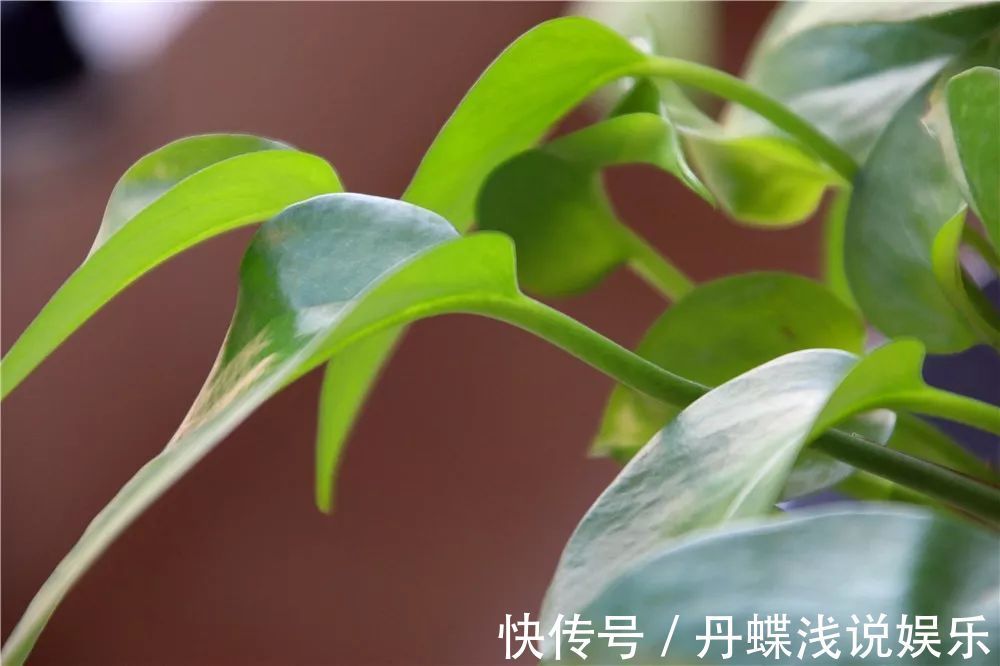 有害气体|要想身体健康长寿,家庭必备的几种植物!