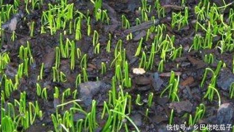 种香菜种子这么处理?用上这3招发芽快 苗旺还长得快