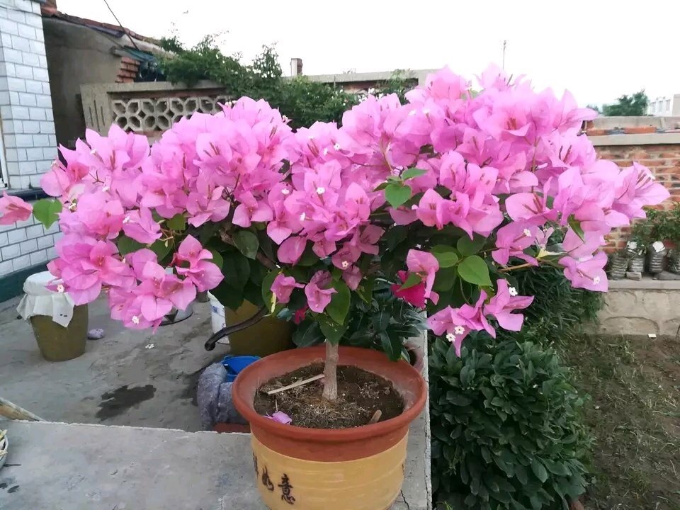 基部|月季、三角梅不生根剪1块海绵捂一捂,2周冒白根,长势喜人