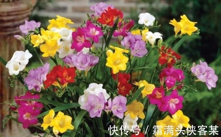 4种“女神花”,名字好听花更美,越养越上瘾,你养了吗?