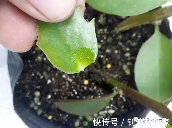 蟹爪兰用它嫁接2米高,一学就会,花量暴增还不烂根!