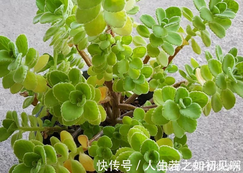 花草|给花草换盆时，偷偷塞些它，土壤更透气肥沃，植物不爱烂根