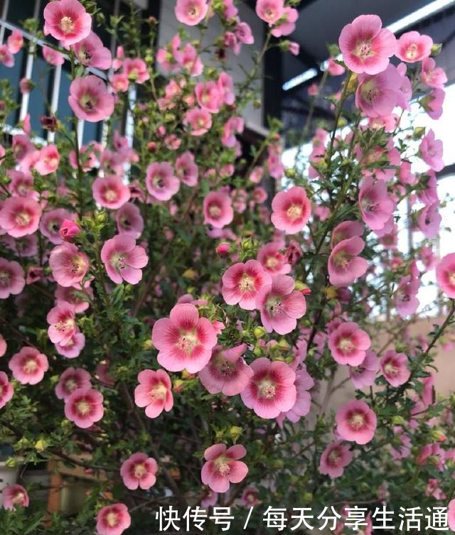 花期最长的植物,号称开花机器,四季有花开,养护容易,值得拥有!