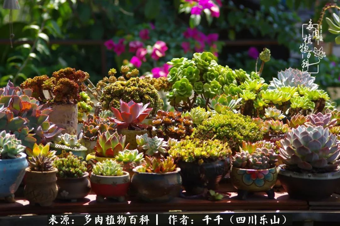 夏天日晒雨淋，秋老虎来势汹汹，你的多肉准备好逆袭了吗