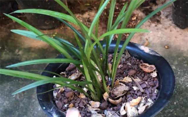 根系|夏天兰花烂根,别犹豫,做对1件事,新根冒不停
