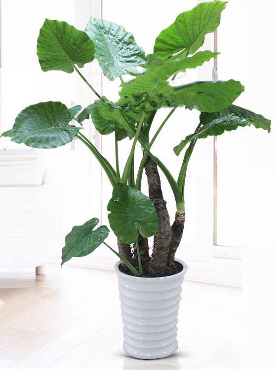 10大室内网红绿植,不仅撩人,还能养人