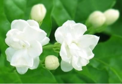 好看又能治病的花