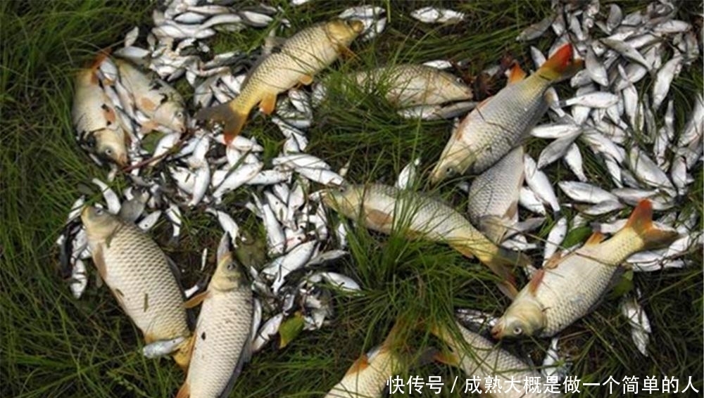 晚春时节适合钓大鱼,用这些不招小鱼的窝料配方,钓大鱼更给力!